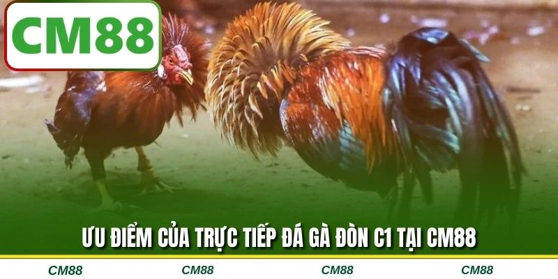 Ưu điểm của trực tiếp đá gà đòn C1 tại CM88